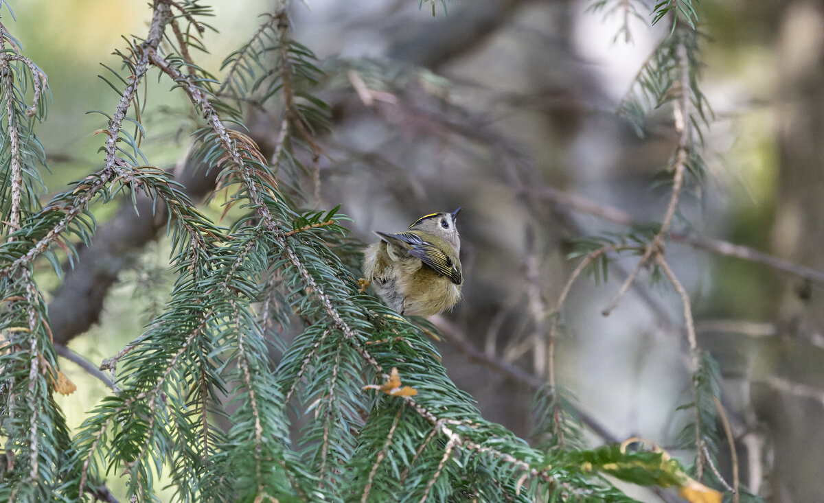 желтоголовый королек. - юрий макаров желтоголовый королек. - юрий макаров