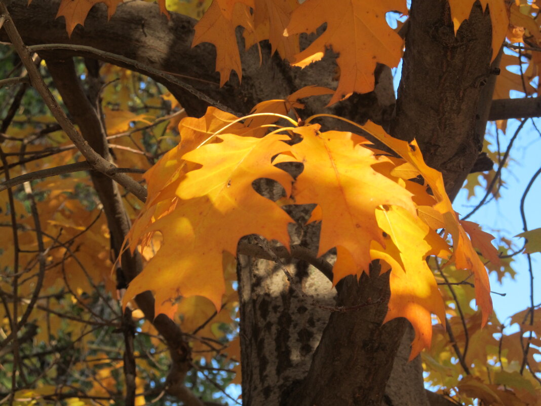 прекрасный октябрь - Елена Шаламова