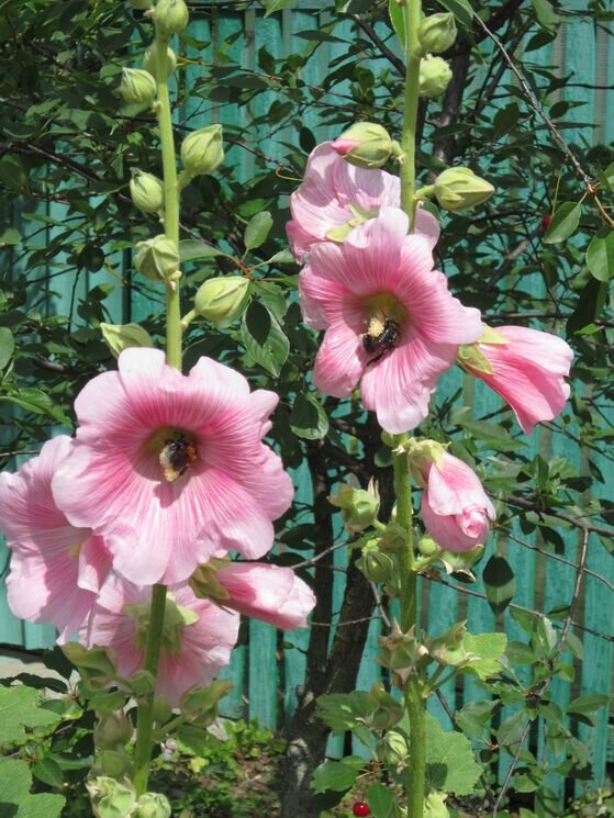 Пчёлы на розовой мальве - Дмитрий Никитин