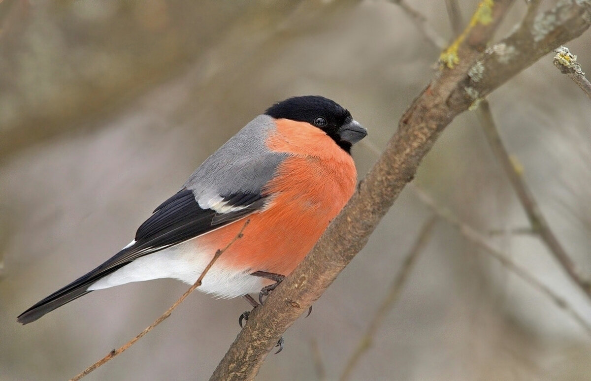 ... - Вячеслав Минаев