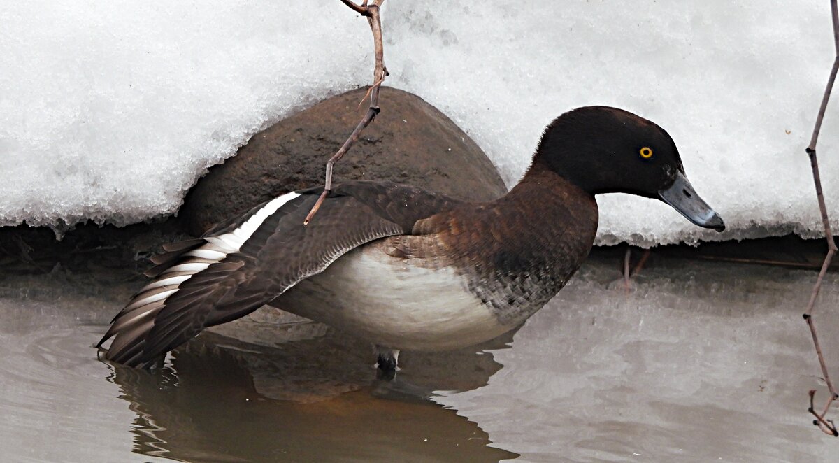 Самка хохлатой чернети - Лина 