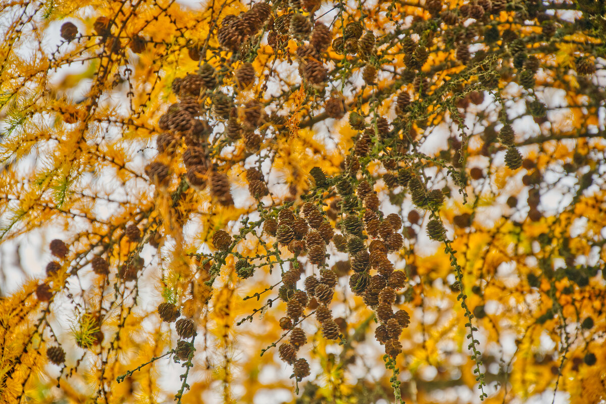 Лиственница - Jakob Dick