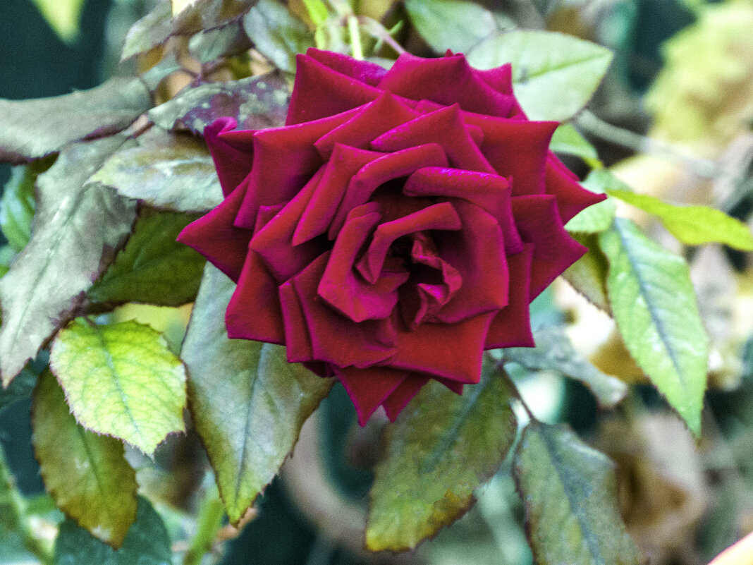 Алая роза - Валентин Семчишин Алая роза - Валентин Семчишин