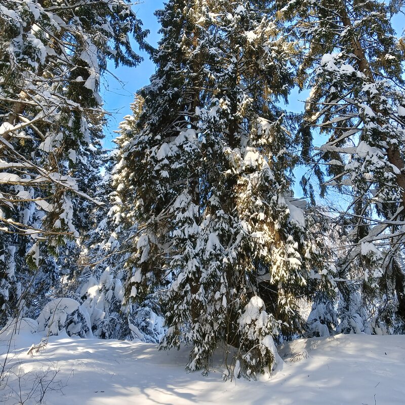 заснеженном лесу - Владимир 