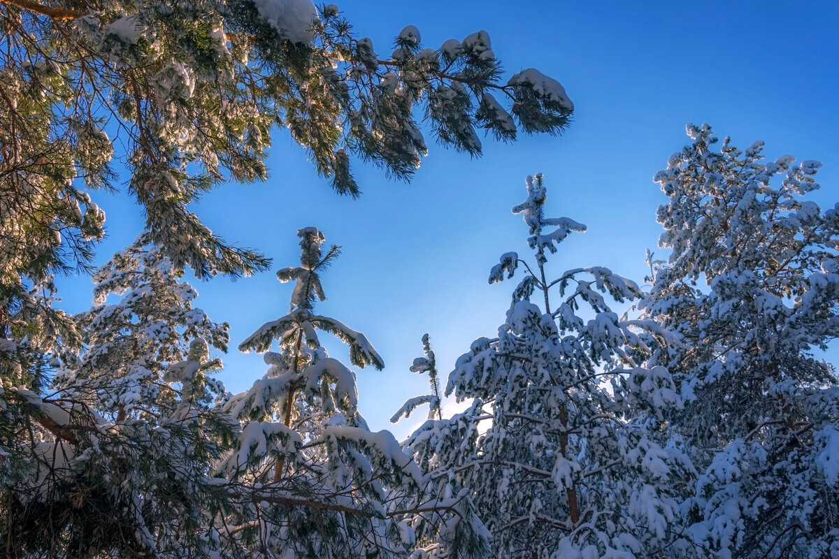 Зимний лес - Наталья Димова