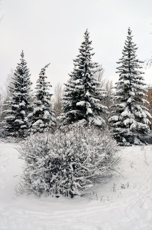 Зимы прерасные моменты - Сергей М 