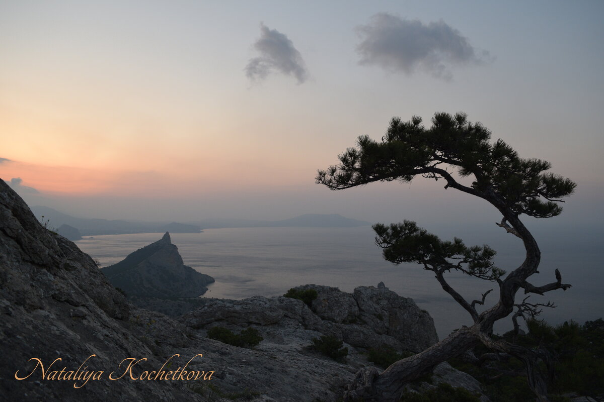 Природа Крыма - Amazing Cosmea Природа Крыма - Amazing Cosmea