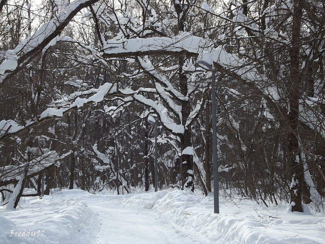 Зимний парк - Freddy 97 Зимний парк - Freddy 97