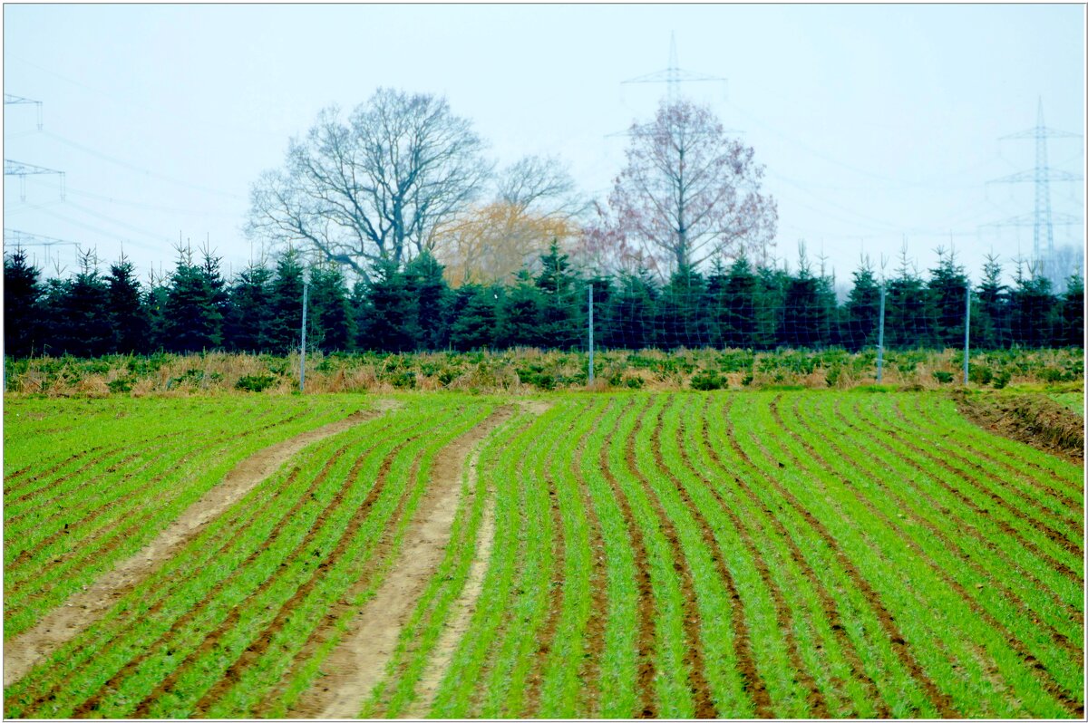 ПОЛЕ... - Elvira E. 