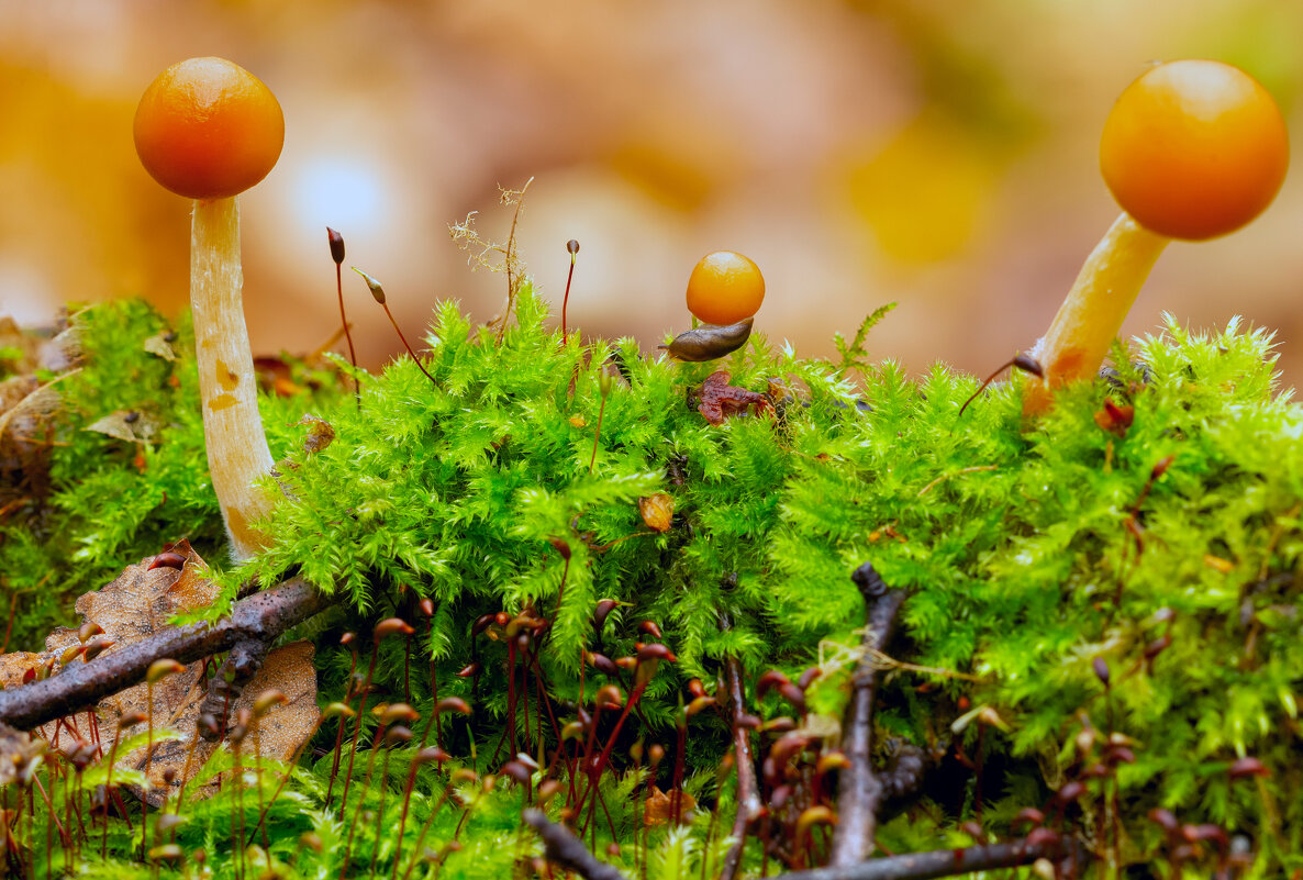 ***** - Виталий Емельянов