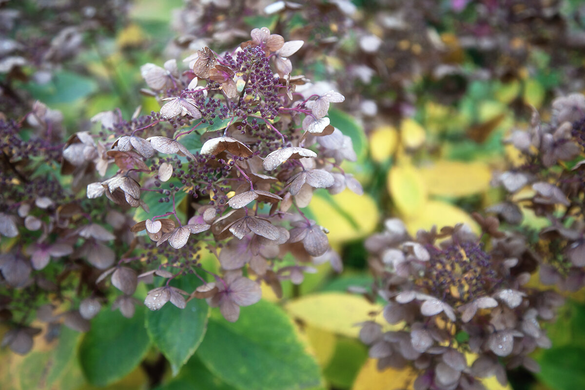 Осенняя гортензия. - Лилия * Осенняя гортензия. - Лилия *