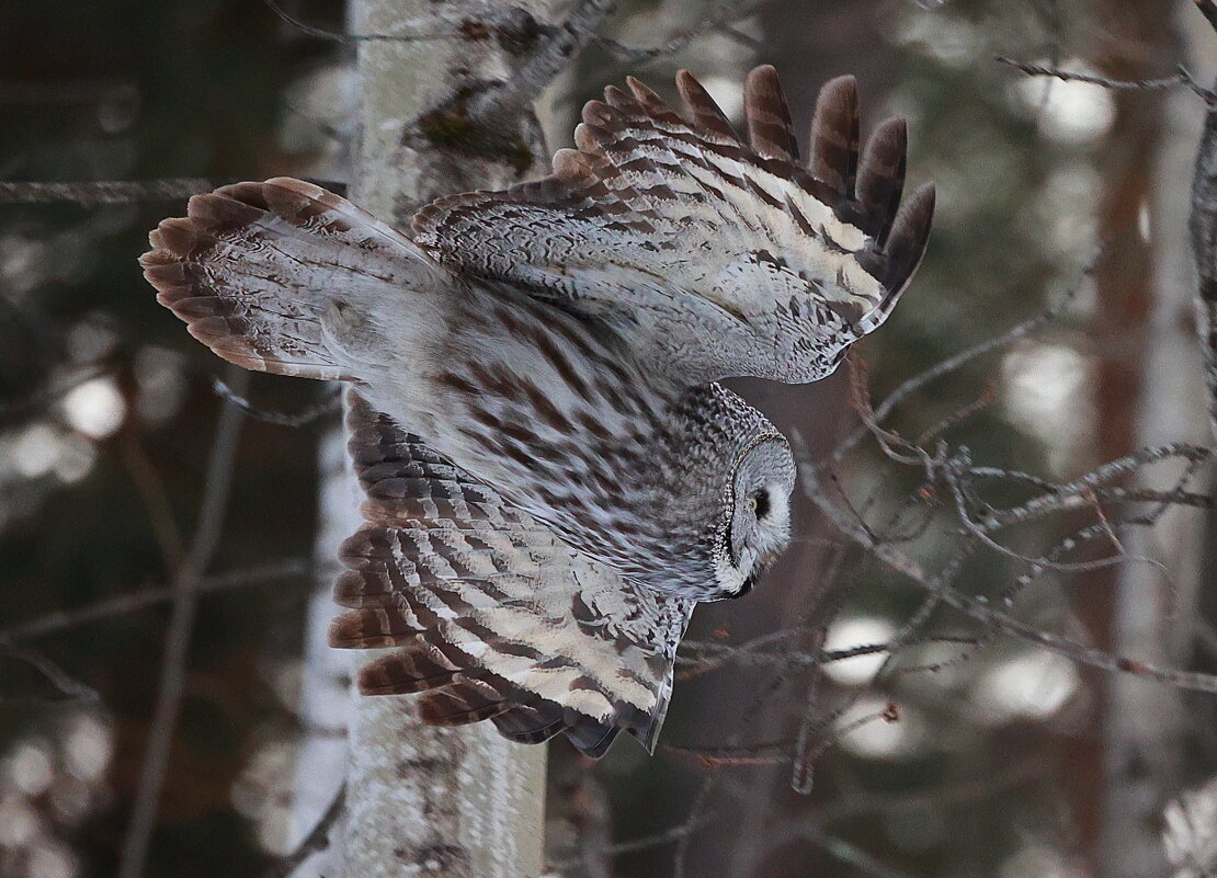 Внезапно проявившийся Дух леса... - Владилен Панченко