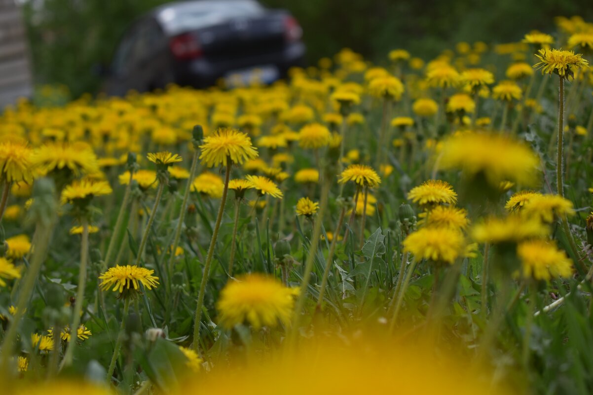 Весна - Дарья Шуклина
