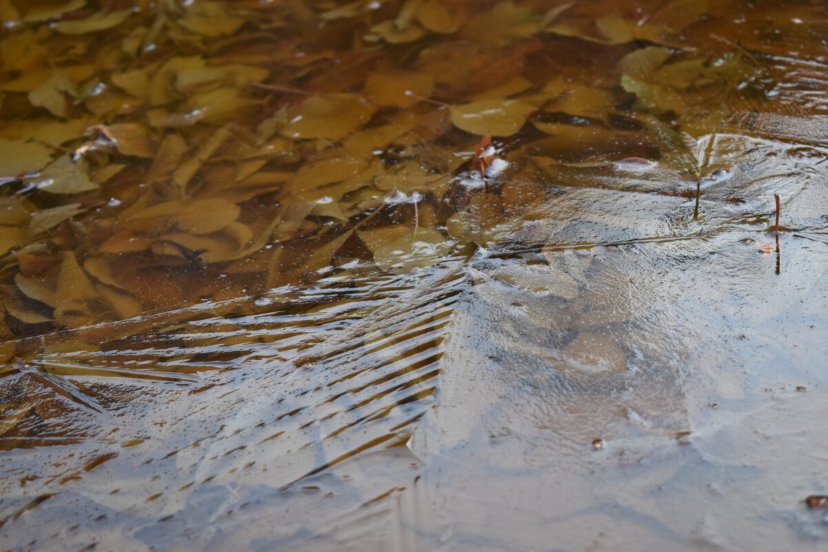 Подморозило - Дарья Шуклина