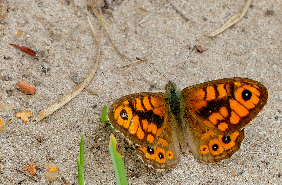 опять про бабочек...448 - Александр Прокудин опять про бабочек...448 - Александр Прокудин
