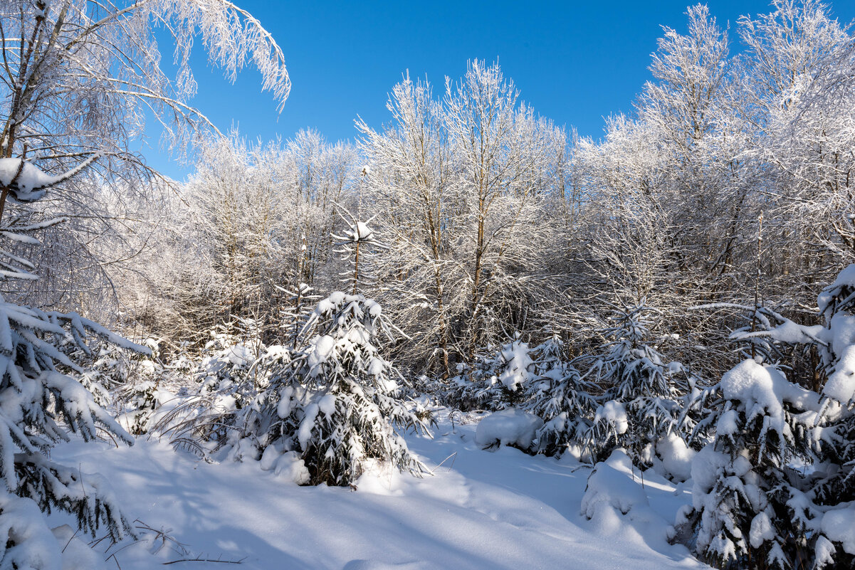 Заснеженый лес - Александр Мезенцев