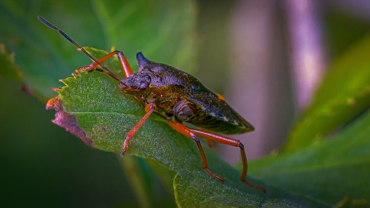 Щитник красноногий - Aleksey Afonin