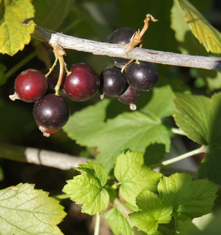 В саду. - сергей ермошкин