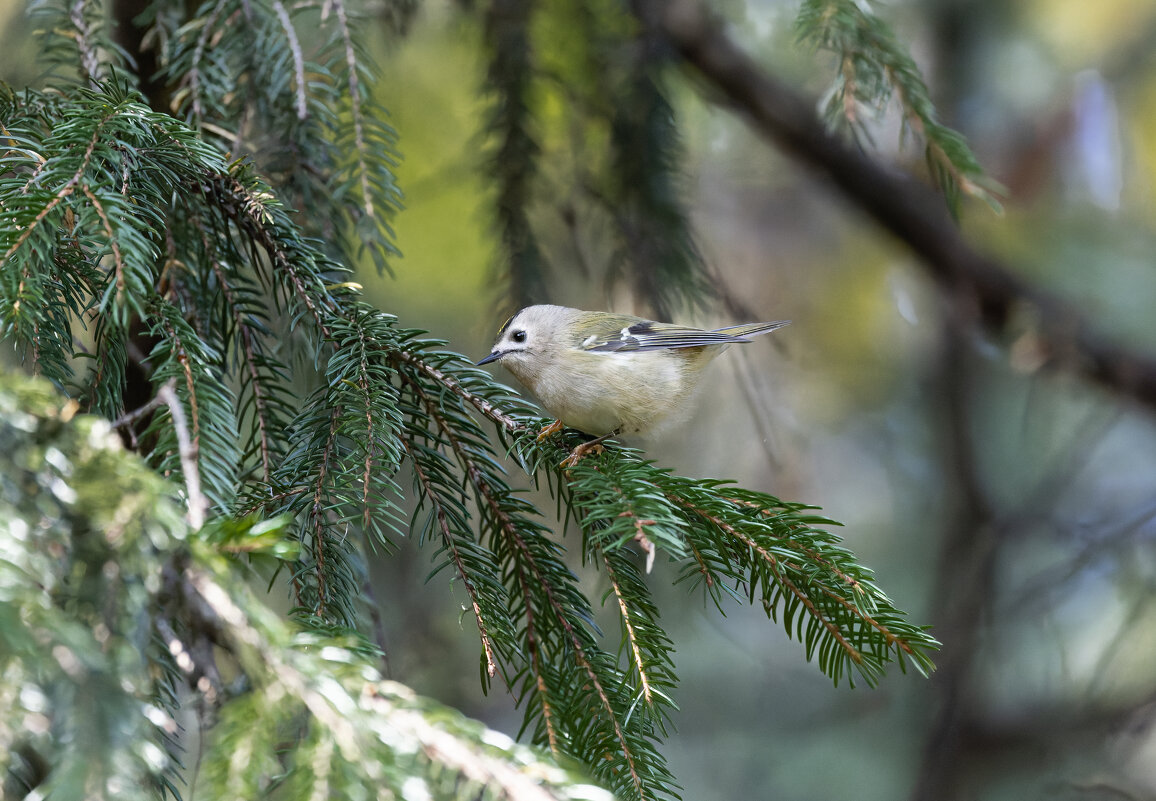 желтоголовый королек. - юрий макаров желтоголовый королек. - юрий макаров