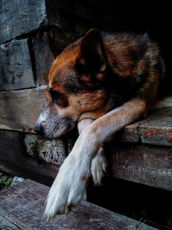 * - Сергей Полянский