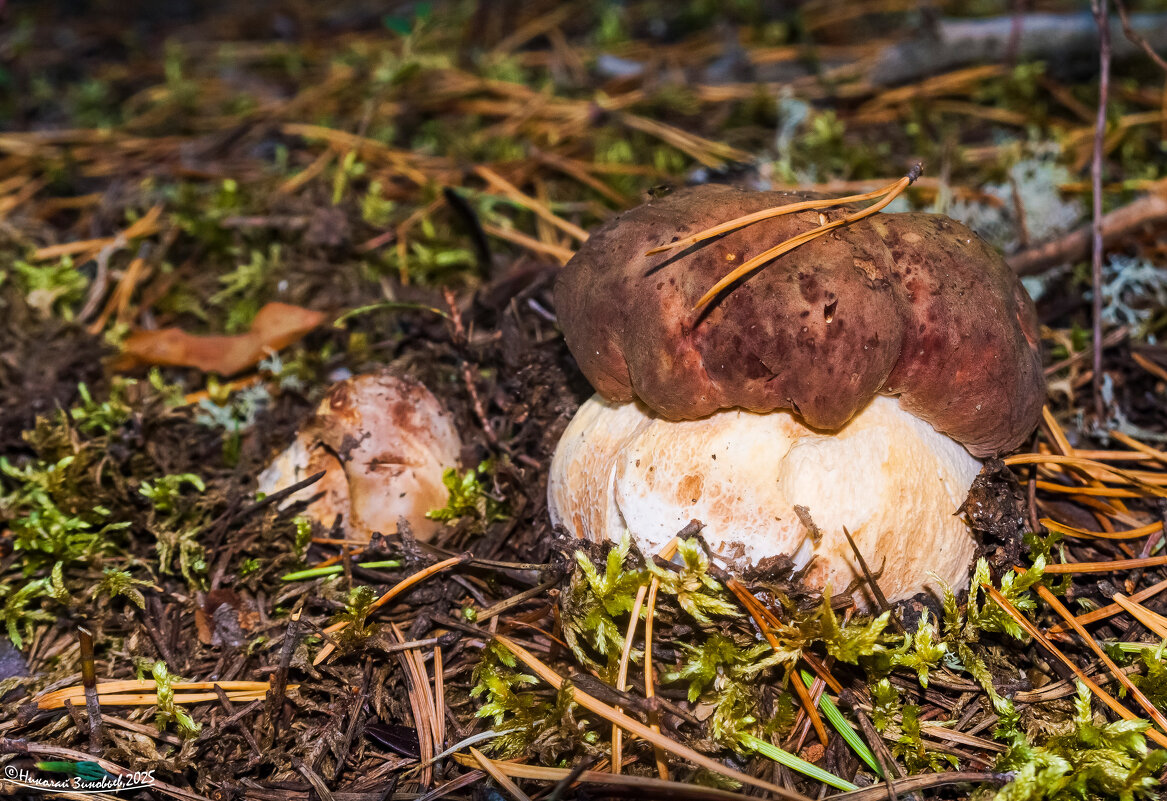 Крепышок-боровичок, с ним и маленький - мальчок) Сосновый бор, окрестности Ухты, Коми - Николай Зиновьев Крепышок-боровичок, с ним и маленький - мальчок) Сосновый бор, окрестности Ухты, Коми - Николай Зиновьев