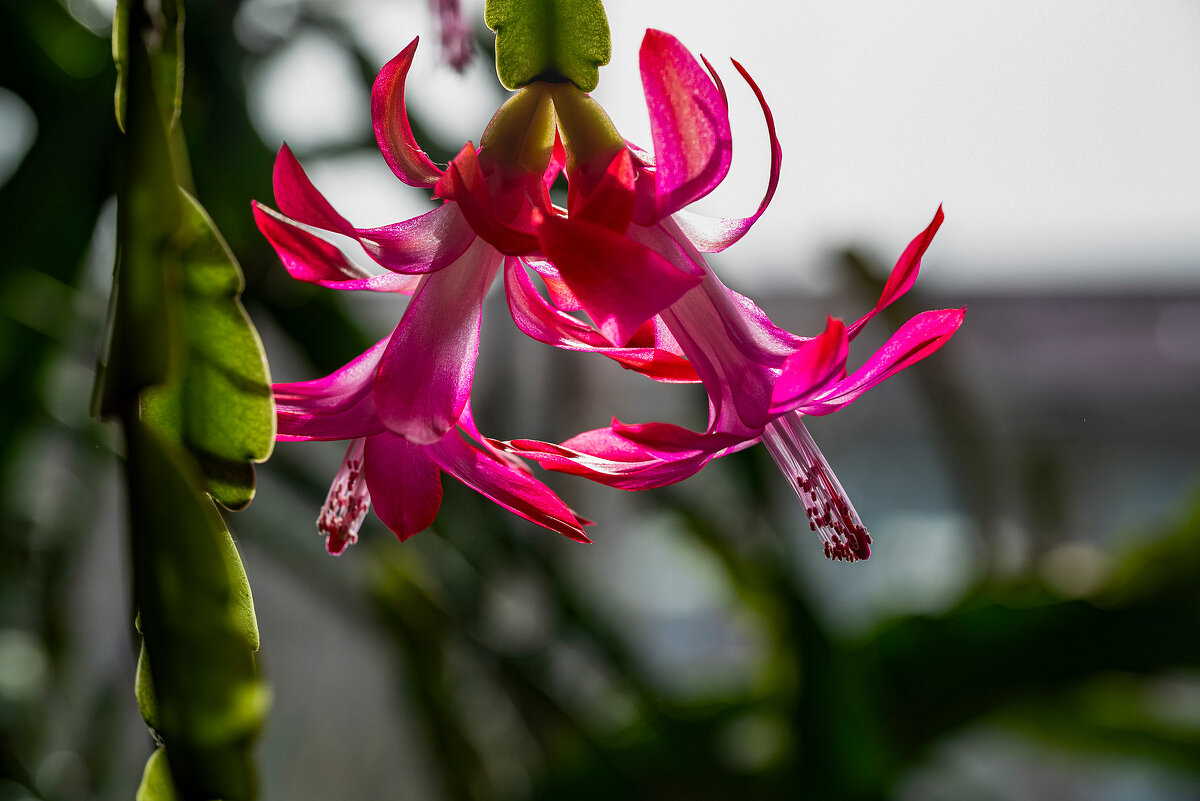 декабрист - Aleksandr .