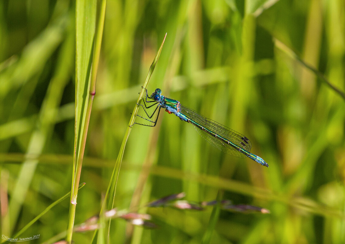 Сама невесомость) - Николай Зиновьев