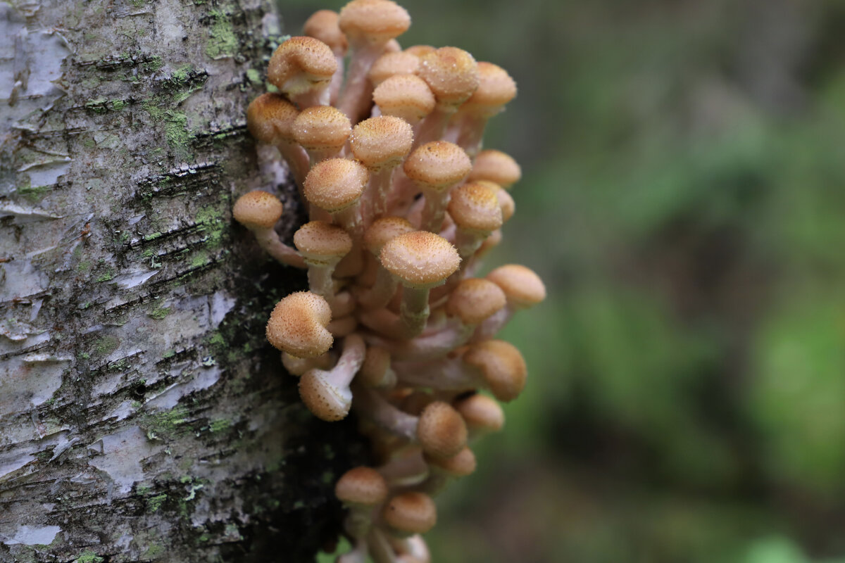 Опята - краснов юрий 