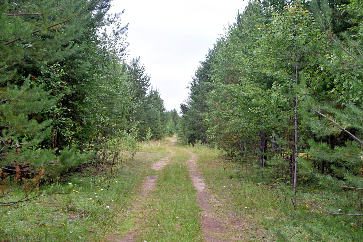 Дорога в лесок. - ВикТор Быстров