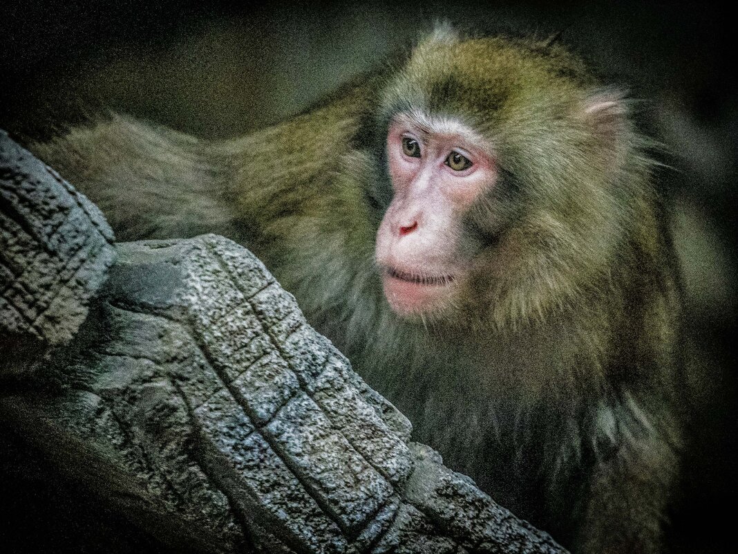 японская макака - Аркадий Лаптенко японская макака - Аркадий Лаптенко