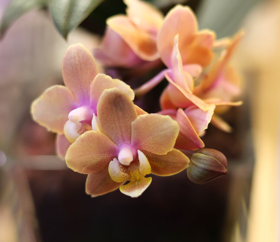 Моя коллекция орхидей - Irene Irene Моя коллекция орхидей - Irene Irene