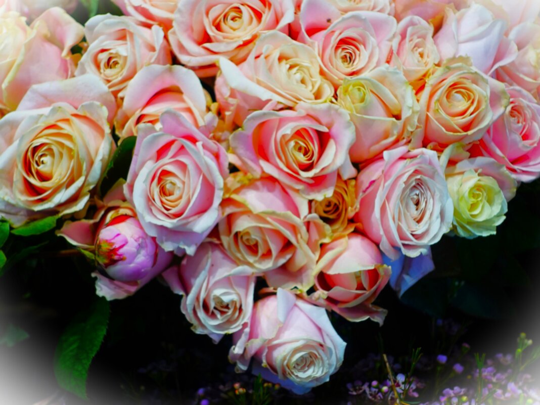 Февральские розы - Aida10 Февральские розы - Aida10