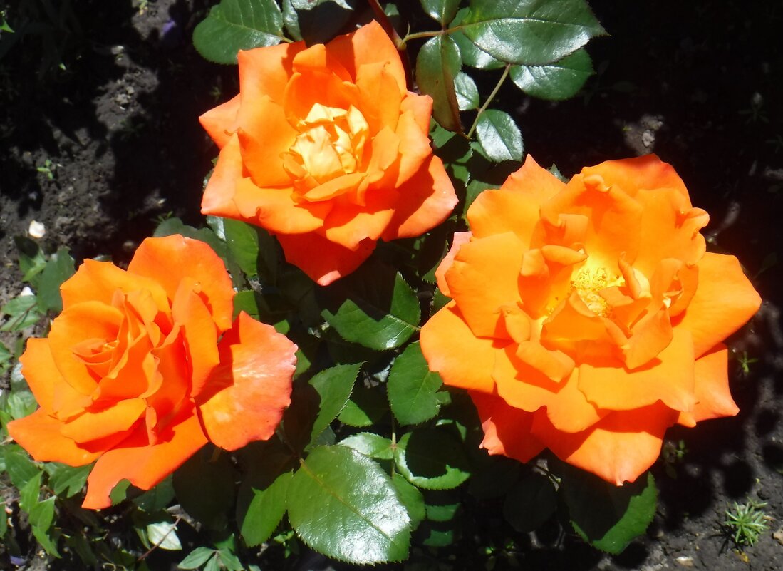 Розочки - Елена Сухорученкова