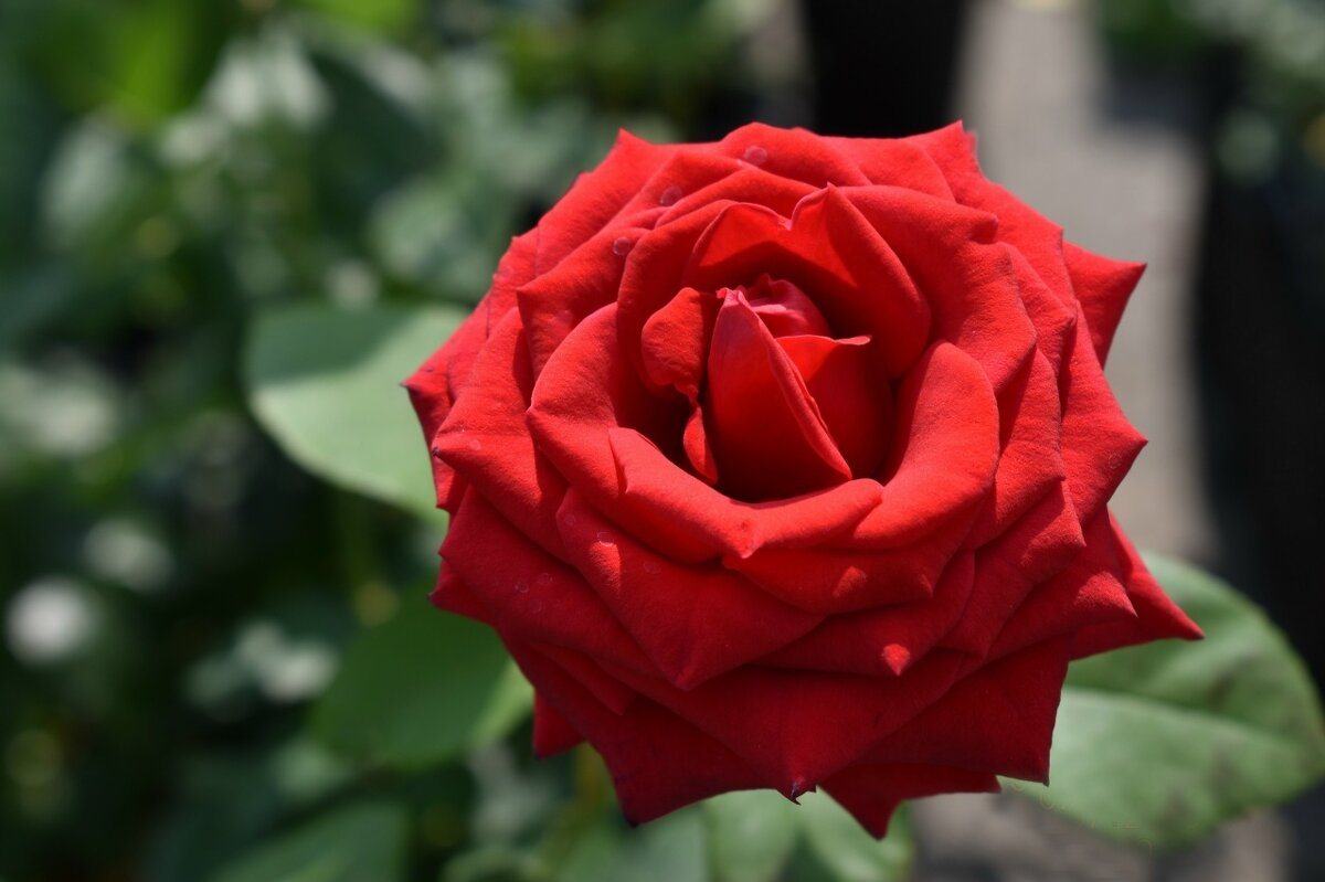 Роза - Дарья Шуклина