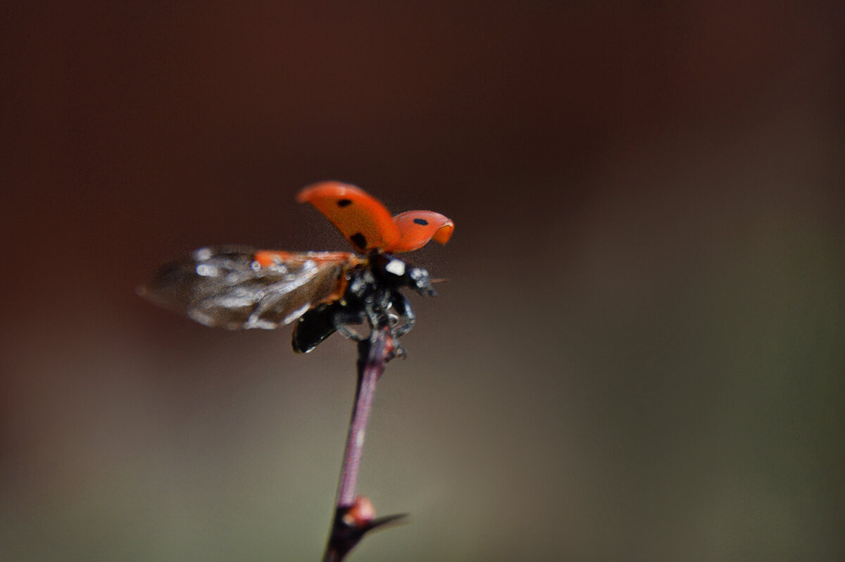 Живность проснулась...в поисках обеда... - Надежда Куркина Живность проснулась...в поисках обеда... - Надежда Куркина
