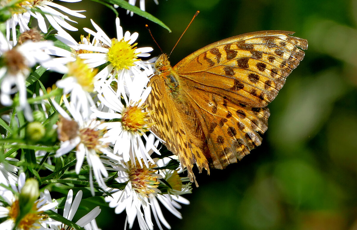 опять про бабочек...452 - Александр Прокудин опять про бабочек...452 - Александр Прокудин