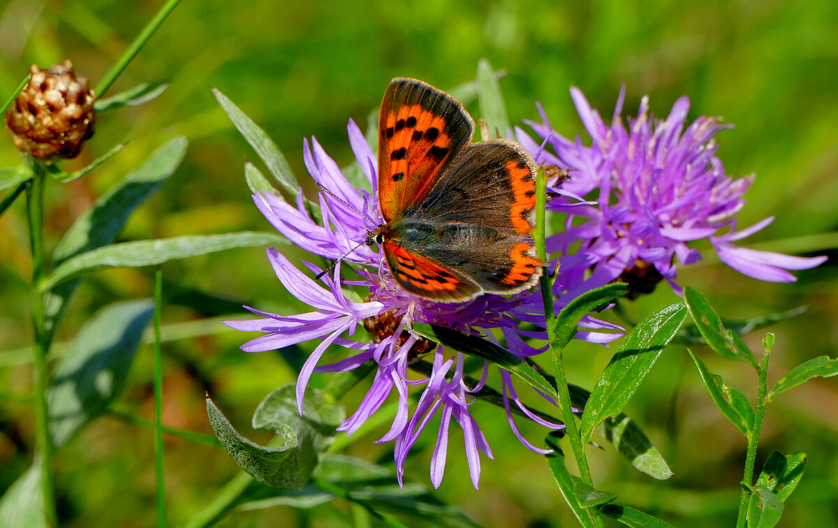 опять про бабочек...454 - Александр Прокудин опять про бабочек...454 - Александр Прокудин