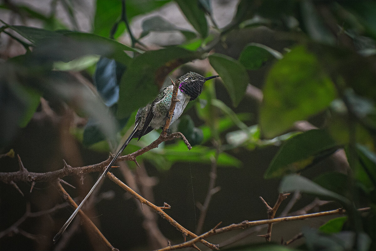 Перуанский ракет-тейл - Svetlana Galvez Перуанский ракет-тейл - Svetlana Galvez