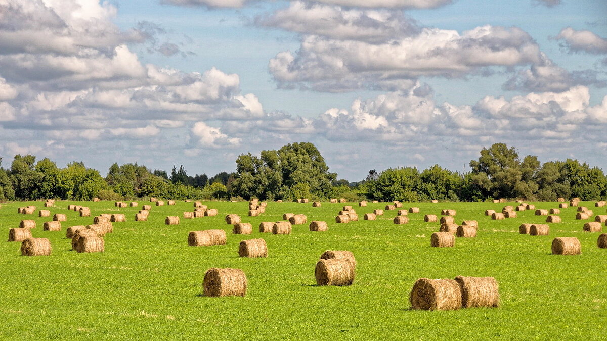 Валки - Валерий Судачок