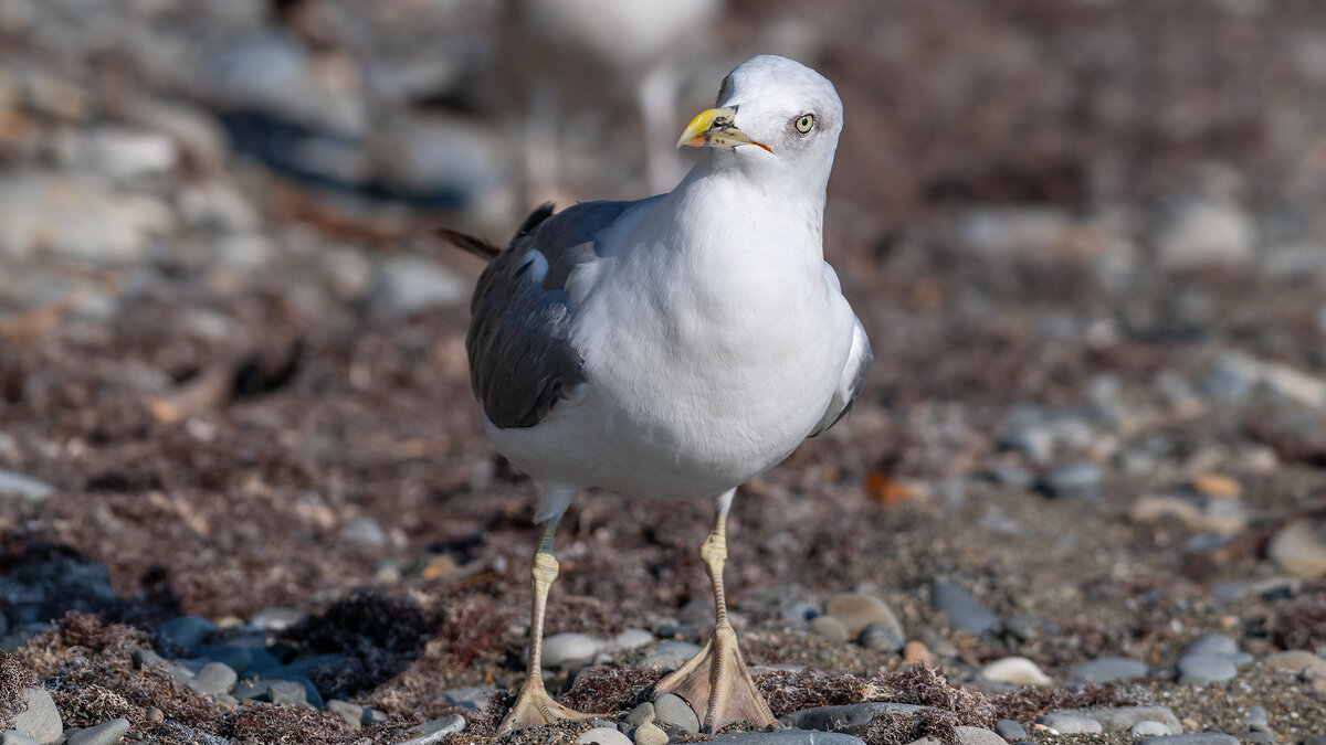 На морском берегу - Владимир Лазарев На морском берегу - Владимир Лазарев
