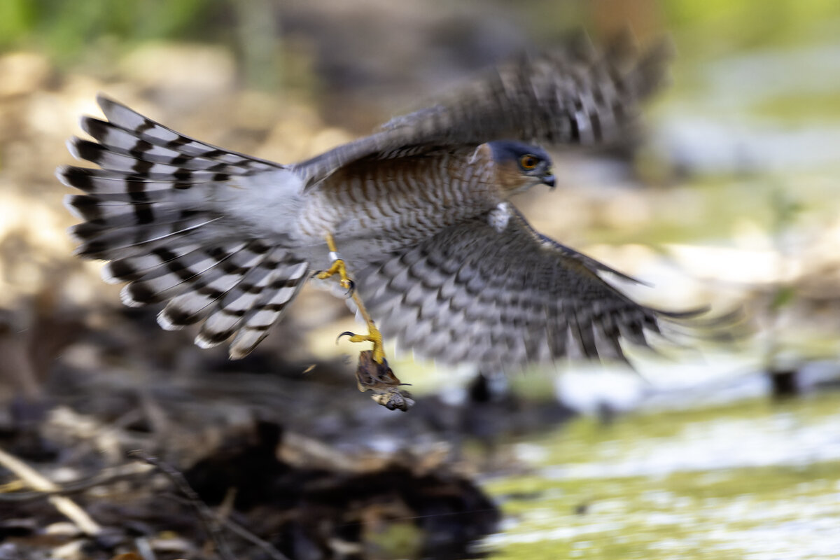 Проблемы роллингшатер. - Alexander Amromin Проблемы роллингшатер. - Alexander Amromin