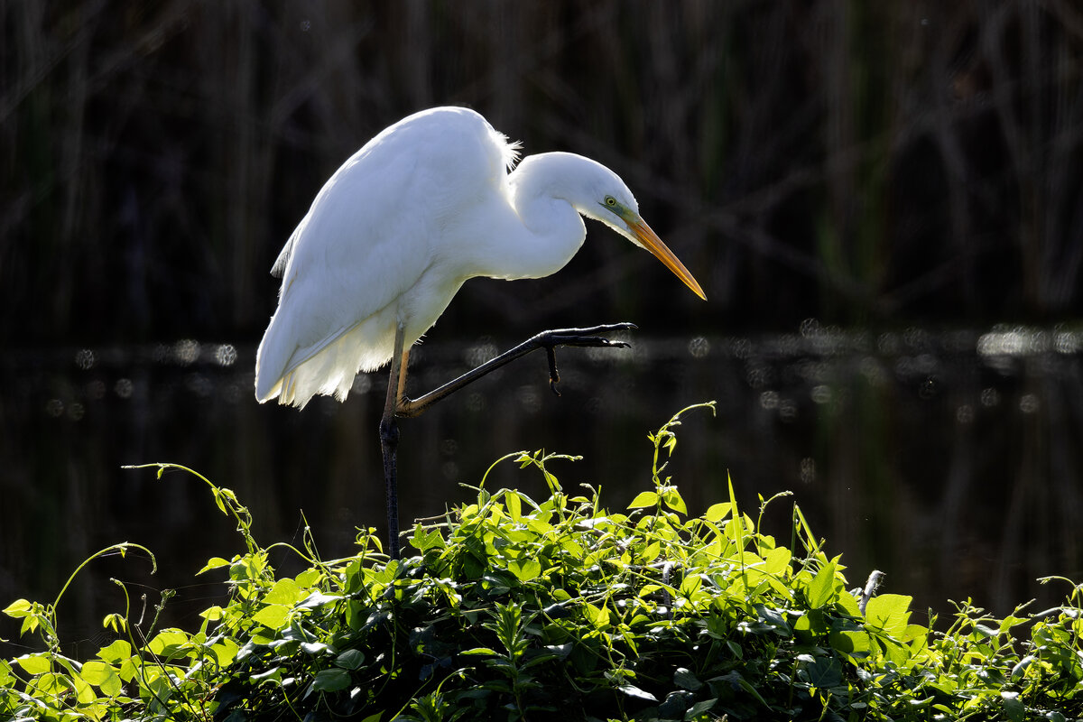 Большая белая цапля. - Alexander Amromin Большая белая цапля. - Alexander Amromin