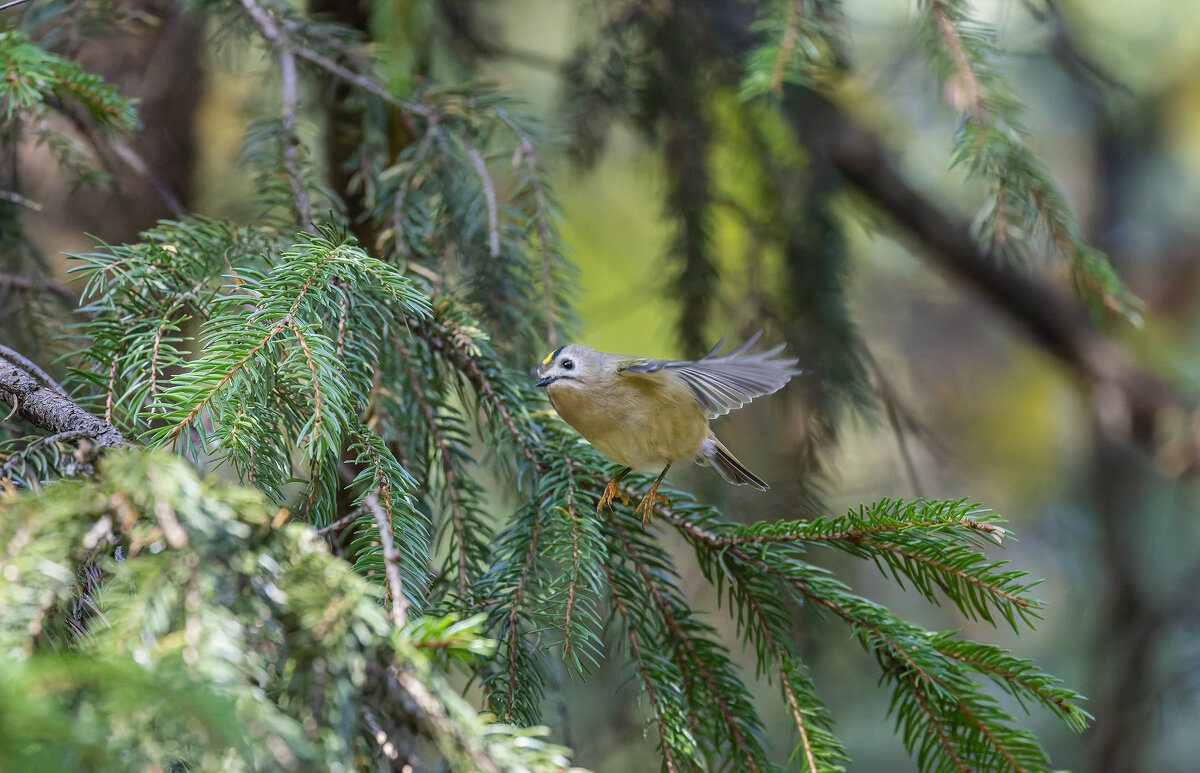 желтоголовый королек. - юрий макаров желтоголовый королек. - юрий макаров