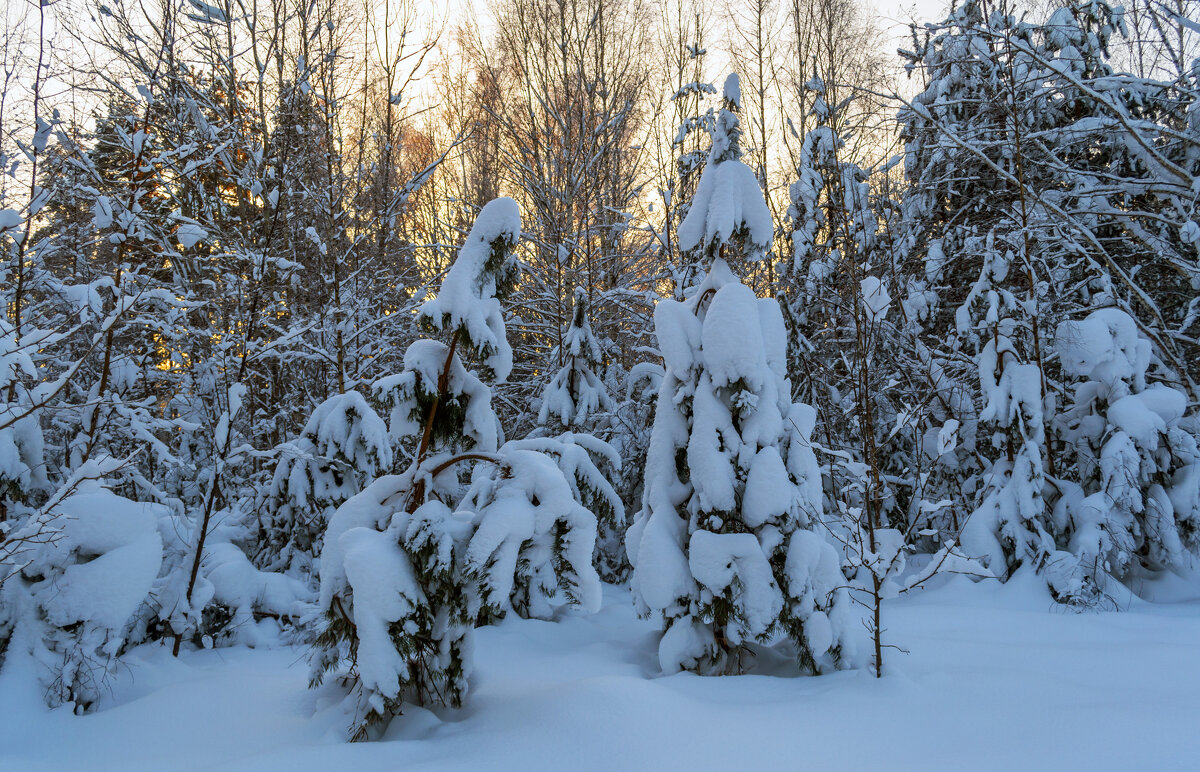 Под снегом - Сергей Цветков
