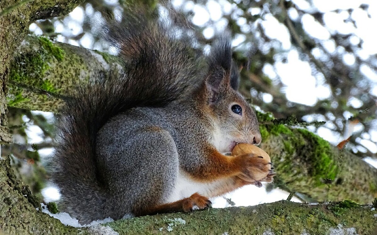 Белка городского сада. - Милешкин Владимир Алексеевич Белка городского сада. - Милешкин Владимир Алексеевич