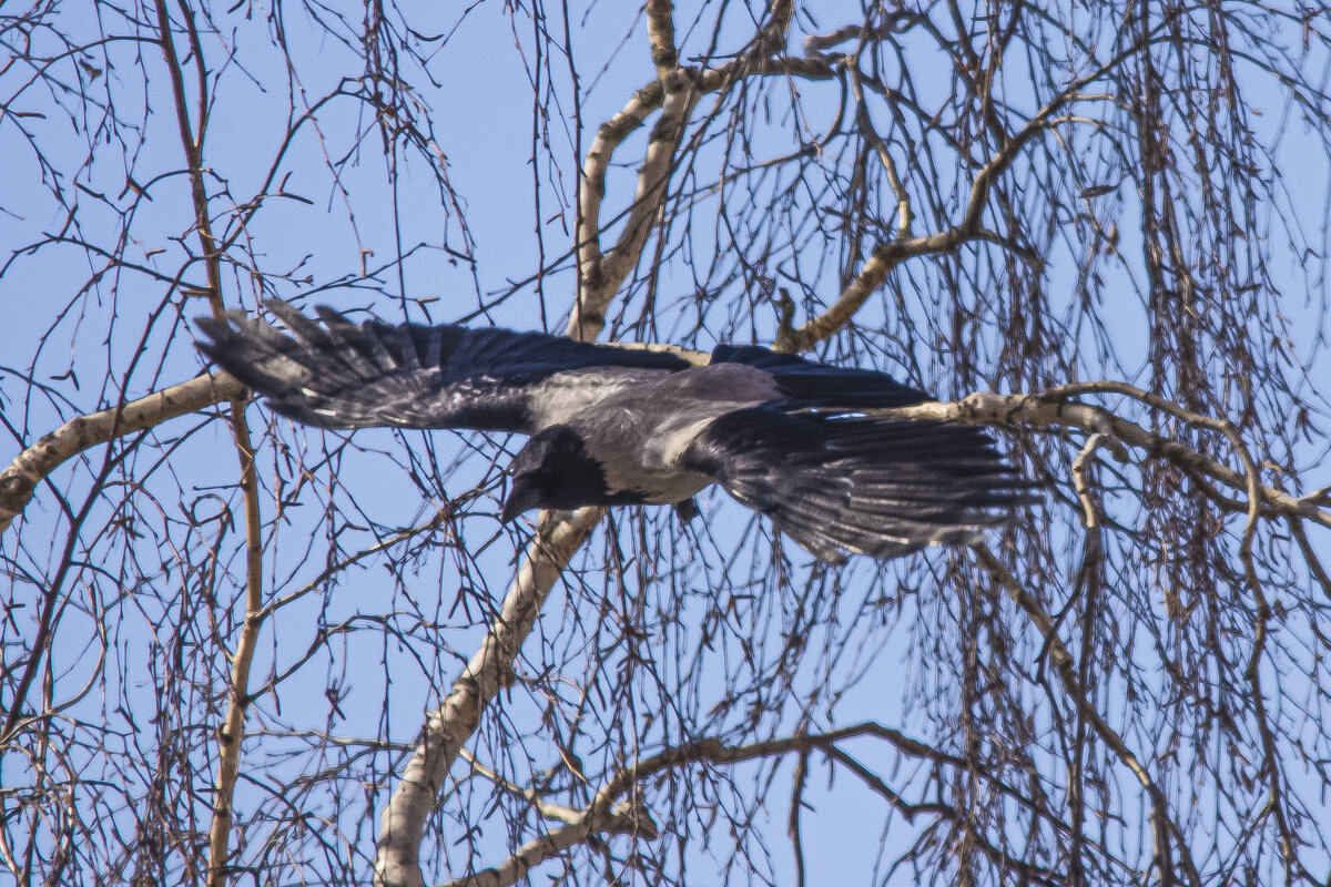Улетела. - Петр Беляков