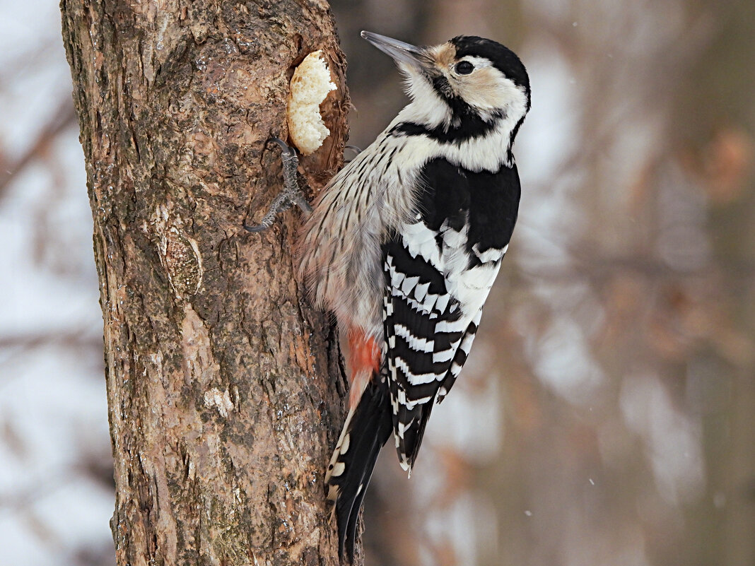 Самка белоспинного дятла - Лина Самка белоспинного дятла - Лина