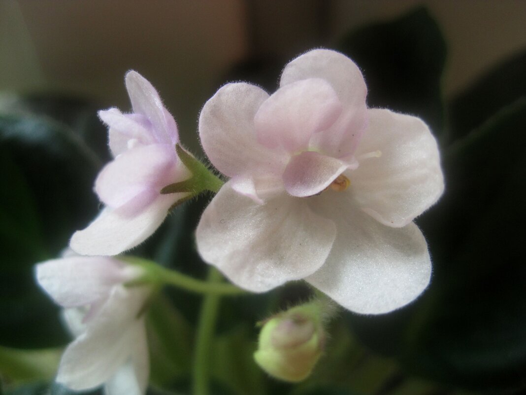 ФИАЛКИ ПРОСЫПАЮТСЯ ВЕСНОЙ - Елена Семигина