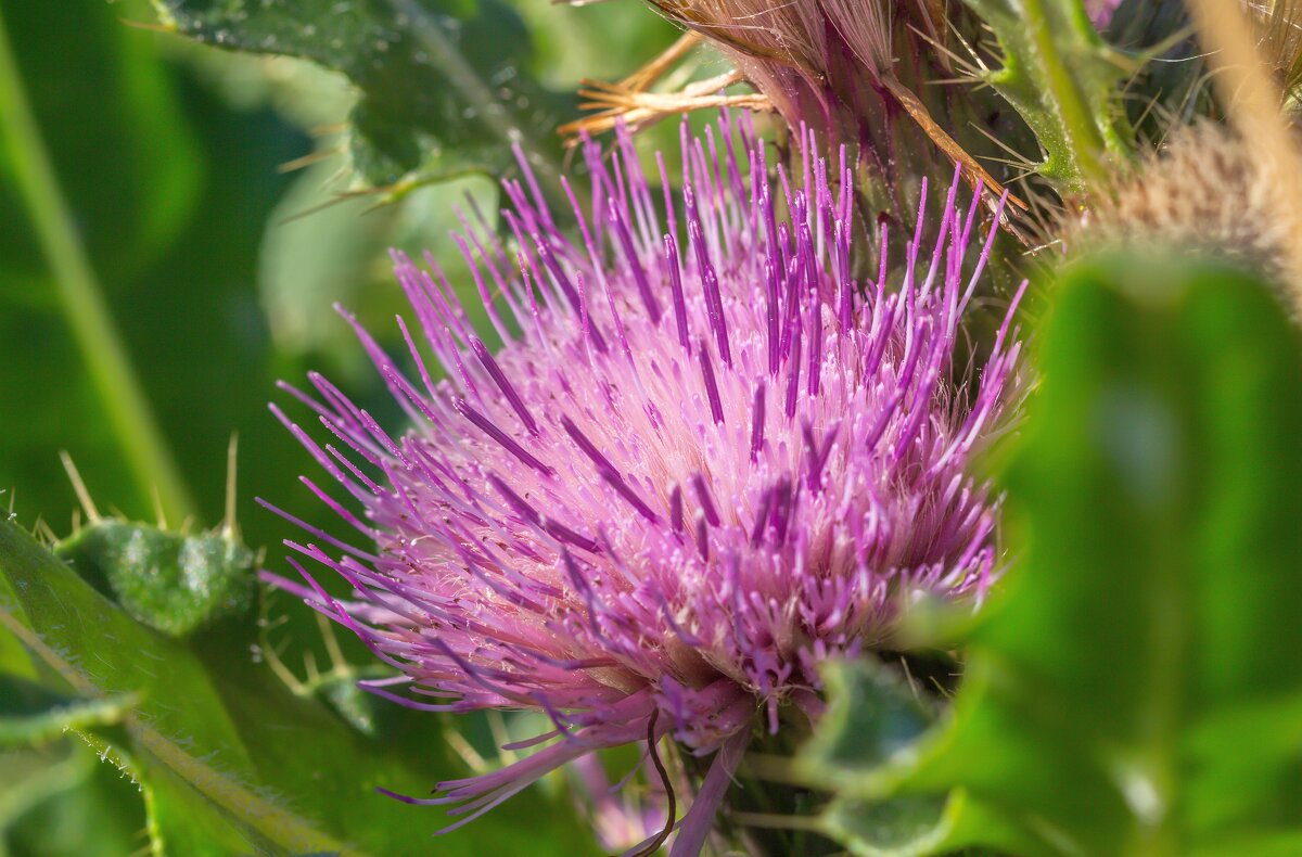 Краски лета. Цветок чертополоха. - Алексей Трухин Краски лета. Цветок чертополоха. - Алексей Трухин