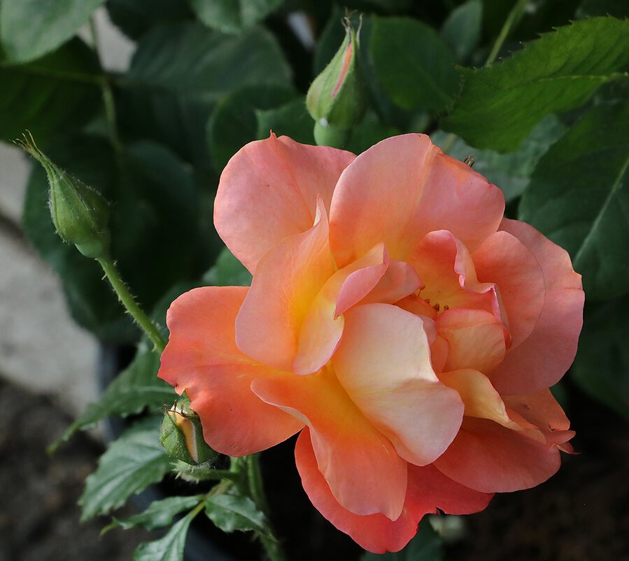 Воспоминания о лете - Светлана 